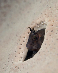 A blenny poking out of a hole in a temperate hard coral.
... by Cal Mero 